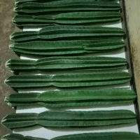 bibit tanaman kaktus koboi