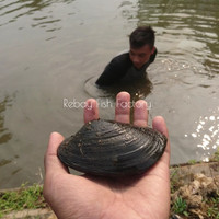 Kijing (Kerang Air Tawar)