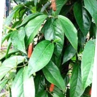CABAI CABE JAWA SEGAR 1 KG