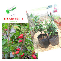 Bibit pohon buah magic fruit/miracle fruit/buah ajaib