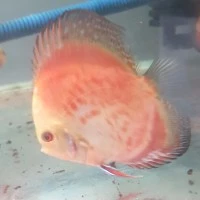 ikan discus red marlboro 3in