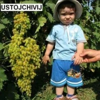 Bibit Tanaman Anggur Ustojchivij