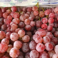 63+ Gambar Anggur Red Globe Terbaik 63+ Gambar Anggur Red Globe Terbaik