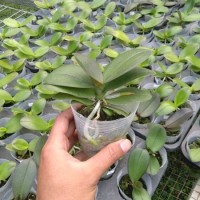 Jual Bibit Tanaman || Paket Rp 100 rb Anggrek bulan dan cattleya
