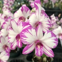 Jual Bibit Tanaman || anggrek mini enobi