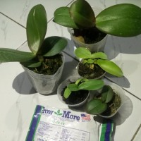Jual Bibit Tanaman || PAKET ANGGREK SUPER HEMAT