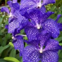 Jual Bibit Tanaman || anggrek vanda biru