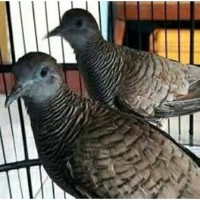 Jual Perkutut Lokal Murah Harga Terbaru 2020 Tokopedia