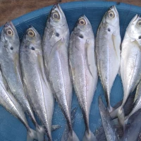 ikan tengkek