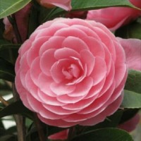BIBIT MAWAR CAMELIA