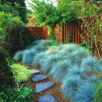 tanaman rumput biru