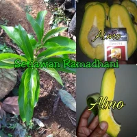 Bibit Tanaman Alpukat Almo