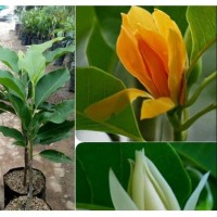 Lowongan Karyawanpabrik Sepatu Bulan Oktober 2020 Indeed Com