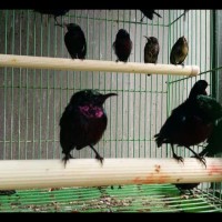 Jual Kolibri Ninja Murah Harga Terbaru 2020 Tokopedia