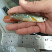Katalog Ikan Arwana Anakan Katalog.or.id Katalog Ikan Arwana Anakan Katalog.or.id