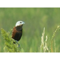 24+ Burung finch terbaru