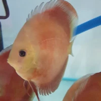 ikan discus sun merah 3,5in