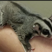 sepasang sugar glider indukan