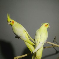 Jual Falk Lutino Murah Harga Terbaru 2020 Tokopedia