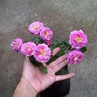 dm+ mawar floribunda pink / pink roses plants / bibit tanaman hidup