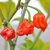 Jual Benih-Bibit Cabe Super Pedas Carolina Reaper (Haira