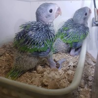 Jual Indian Ringneck Murah Harga Terbaru 2020 Tokopedia