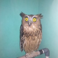 Jual Buffy Fish Owl Burung Hantu Kota Tangerang Selatan