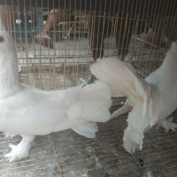 Jual Burung Merpati Putih Di Jakarta Timur Harga Terbaru 2019