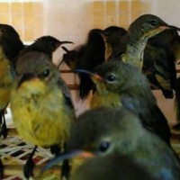 Jual Kolibri Ninja Di Jawa Barat Harga Terbaru 2020 Tokopedia
