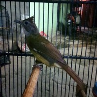Jual Burung Cucak Jenggot Murah Harga Terbaru 2020 Tokopedia