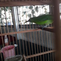 Jual Terhot Burung Cucak Ijo Kalimantan Paling Murah Kab