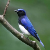 Jual Burung Tledekan Di Dki Jakarta Harga Terbaru 2020 Tokopedia