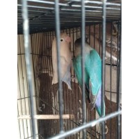 Jual Burung Lovebird Biru Di Banten Harga Terbaru 2020 Tokopedia
