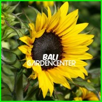 Jual 10 Seed Sunflower Sunspot Benih Bunga Matahari Jual 10 Seed Sunflower Sunspot Benih Bunga Matahari