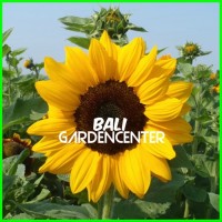 Jual 10 Seed Sunflower Sunspot  Benih Bunga  Matahari  