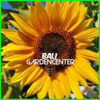 Jual 10 Seed Sunflower Sunspot Benih Bunga Matahari Jual 10 Seed Sunflower Sunspot Benih Bunga Matahari