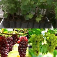 Jual Bibit Tanaman  Pohon Anggur Bibit Anggur Tanaman  