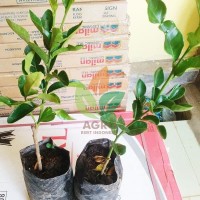 Jual Bibit Daun Jeruk Purut asal Stek Kab Nganjuk Jual Bibit Daun Jeruk Purut asal Stek Kab Nganjuk