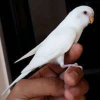 Jual Parkit Albino Murah Harga Terbaru 2020 Tokopedia