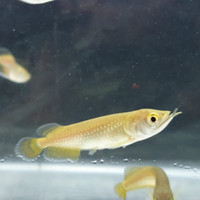 Info Anakan Ikan Arwana Katalog.or.id Info Anakan Ikan Arwana Katalog.or.id