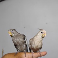 Jual Burung Parkit Australi Murah Harga Terbaru 2020 Tokopedia
