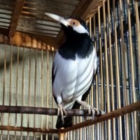 Jual Promo Hari Ini Burung Jalak Suren Bunyi Gacor Koleksi Rawatan
