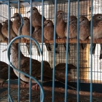 Jual Terlaris Perkutut Bangkok Ring Sleman Jogja Bisa Kirim
