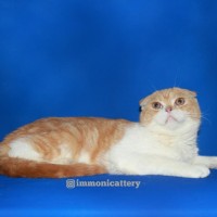 Info Kucing Scottish Fold Katalog.or.id Info Kucing Scottish Fold Katalog.or.id