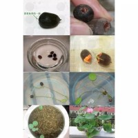  Jual  Lotus seed benih bunga  teratai  biji teratai  tanaman 