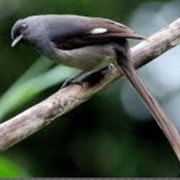 Jual Murai Air Mancur Jakarta Timur Krotojakarta Tokopedia