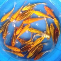 Info Ikan Koi Lokal Katalog.or.id Info Ikan Koi Lokal Katalog.or.id
