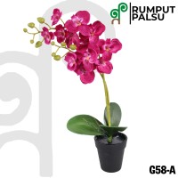 Jual Pink  Moth Orchid Flowerpot Pot Bunga  Anggrek  Ngegat 