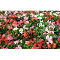 Jual BIBIT BUNGA  BEGONIA  BEGONIA  BADA  BING  MIX F1 