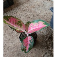 Jual Tanaman Hias Aglonema Red Kochin - Kab. Bogor - zaky ...